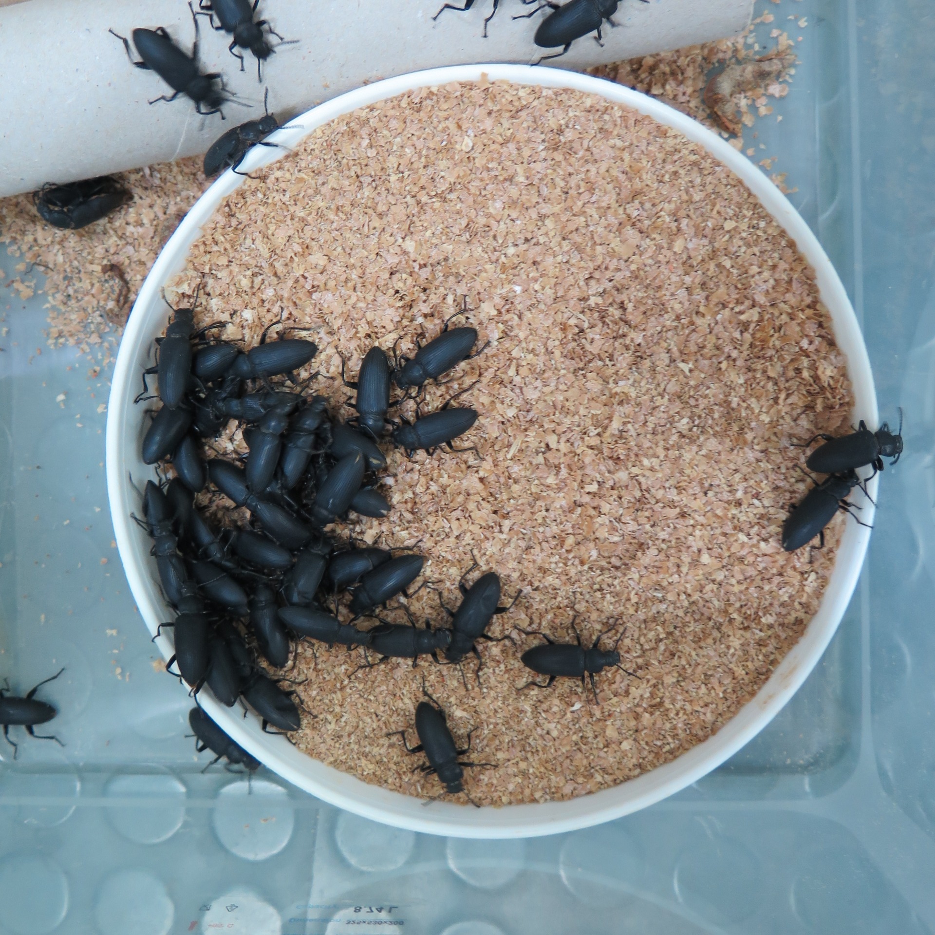 Ενήλικα του Zophobas morio